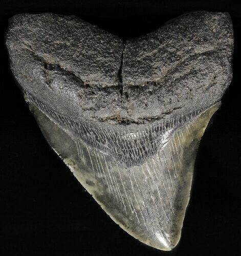 Fossil Megalodon Tooth #56839